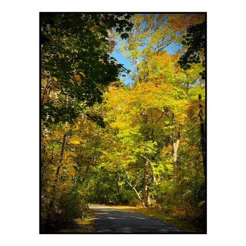 A path in an autumn colored woods.