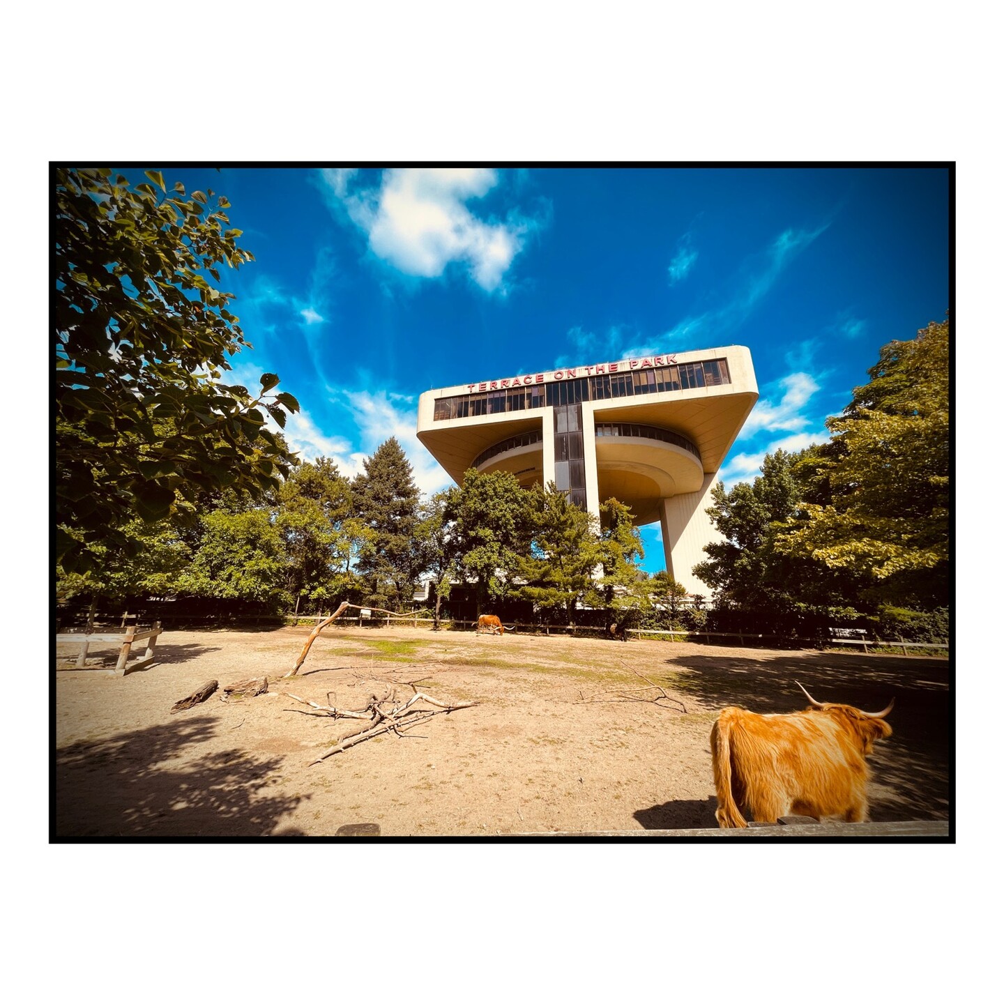 A cow walks in front of the Terrace on the Park building at the Queens Zoo