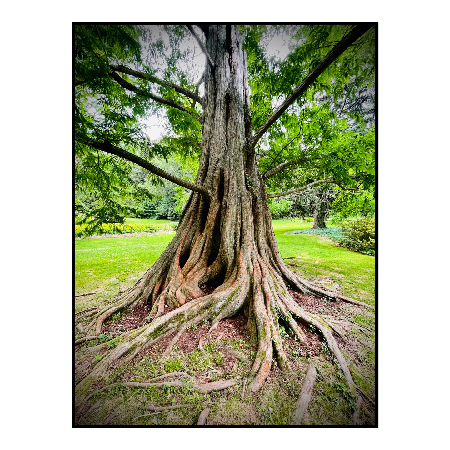Photo of the Dawn Redwood from its giant roots.