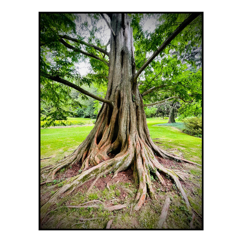 Photo of the Dawn Redwood from its giant roots.