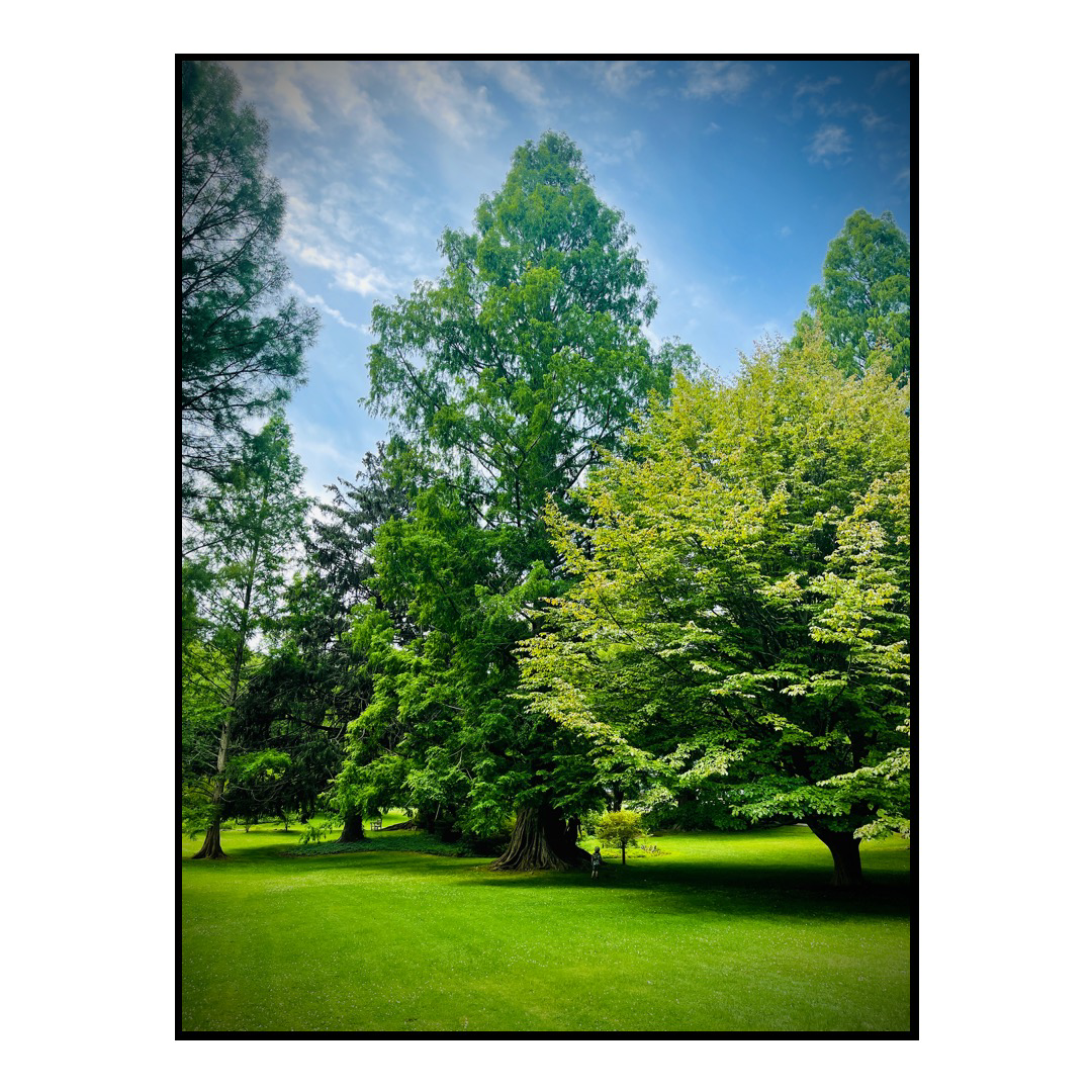 Full height image of a Dawn Redwood