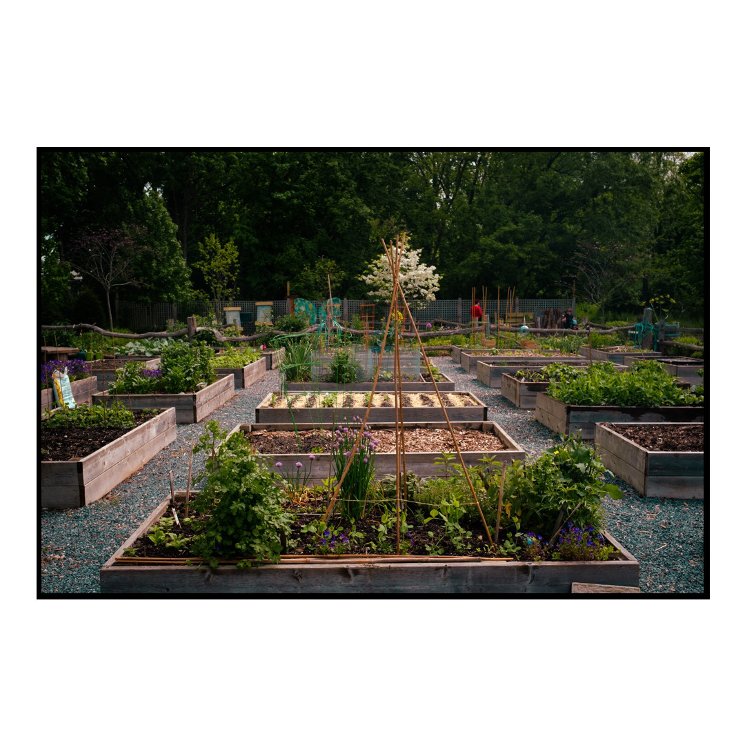 Planter boxes in a community garden