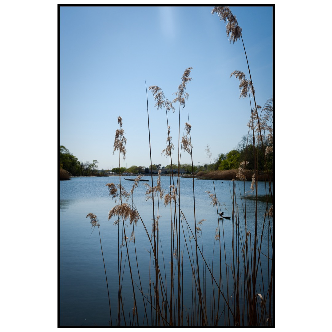 Color photos of a small body of water and cat tails