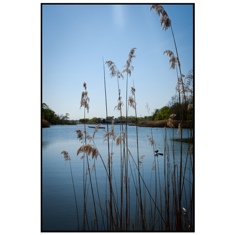 Color photos of a small body of water and cat tails