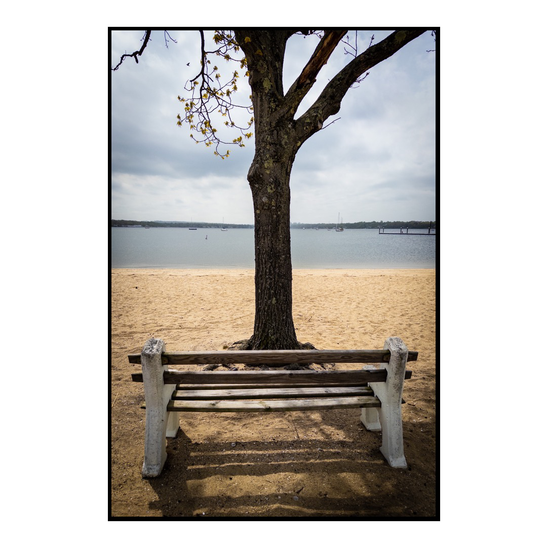 Photo of a bench facing a tree and a beach