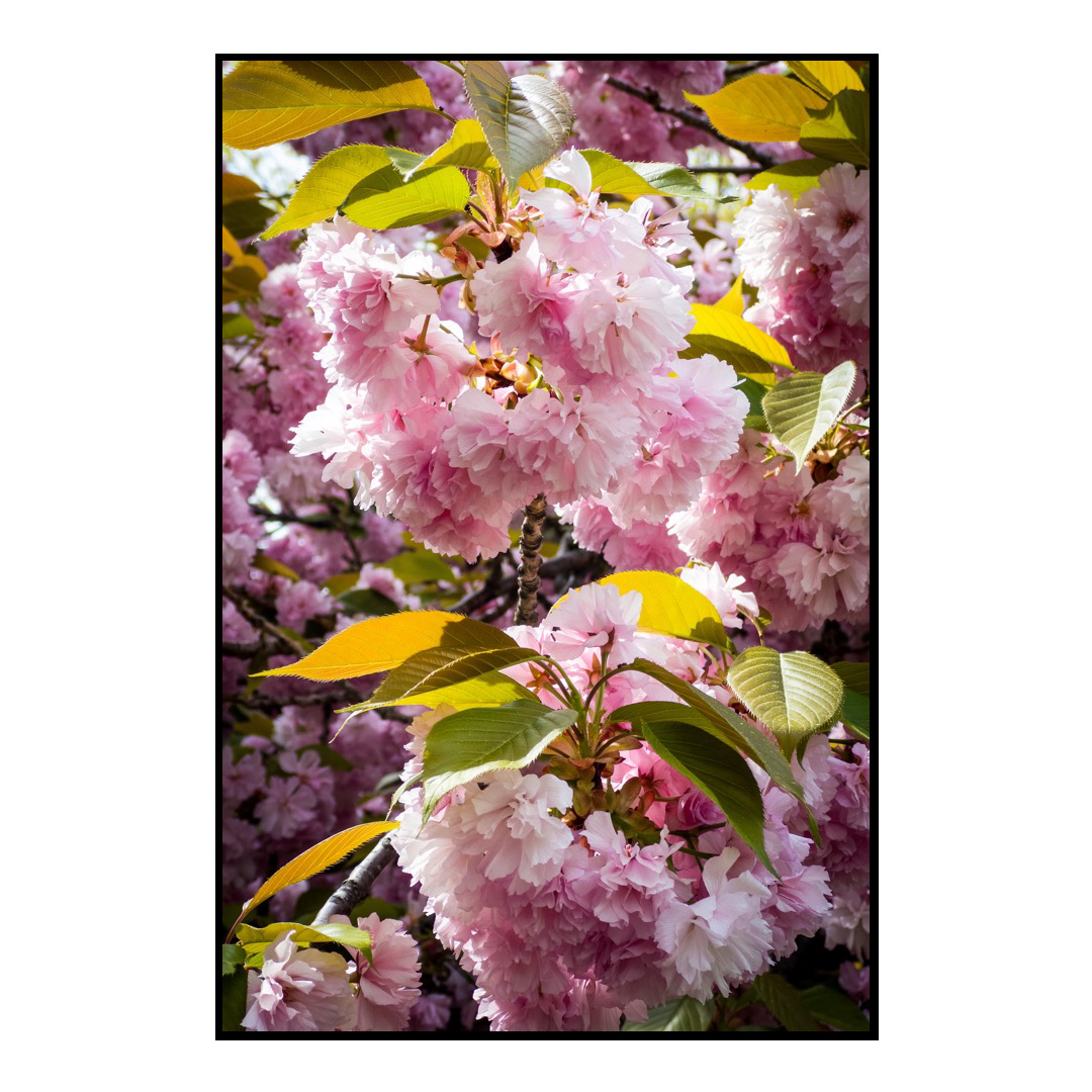 Detail of some blossoms on a tree