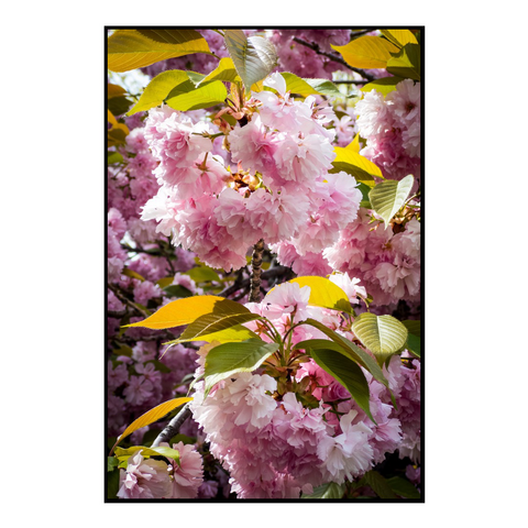 Detail of some blossoms on a tree