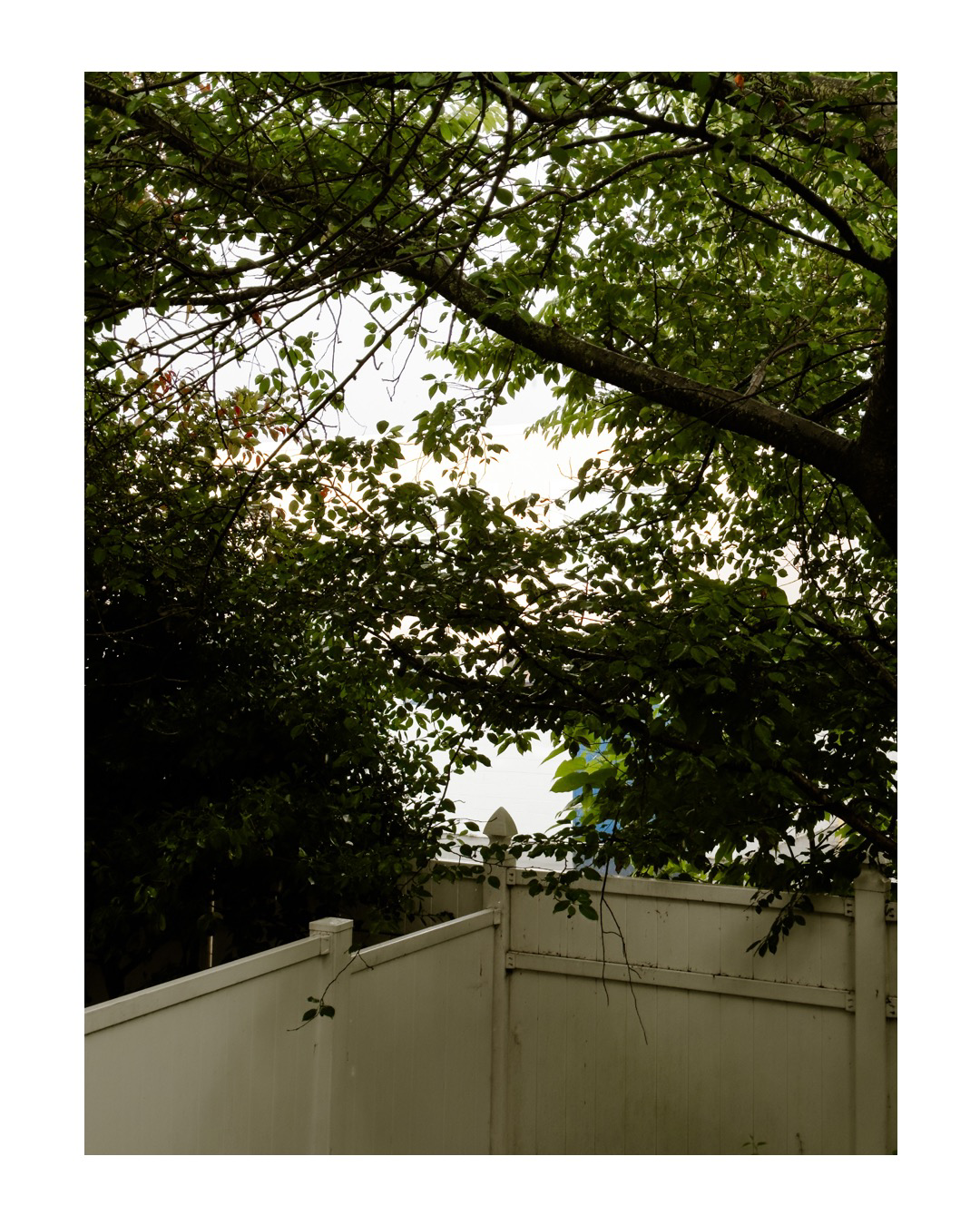 Trees framing a small fence in a backyard 