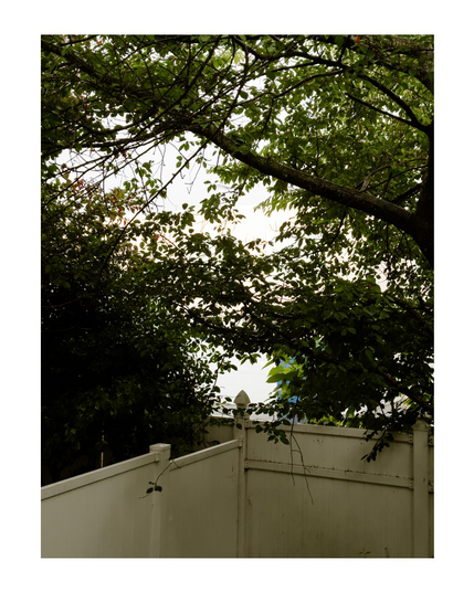 Trees framing a small fence in a backyard 